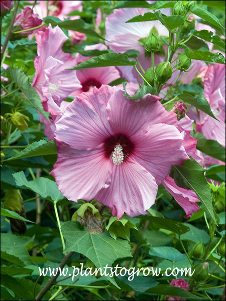 Large flowers with dark veins and dark center.